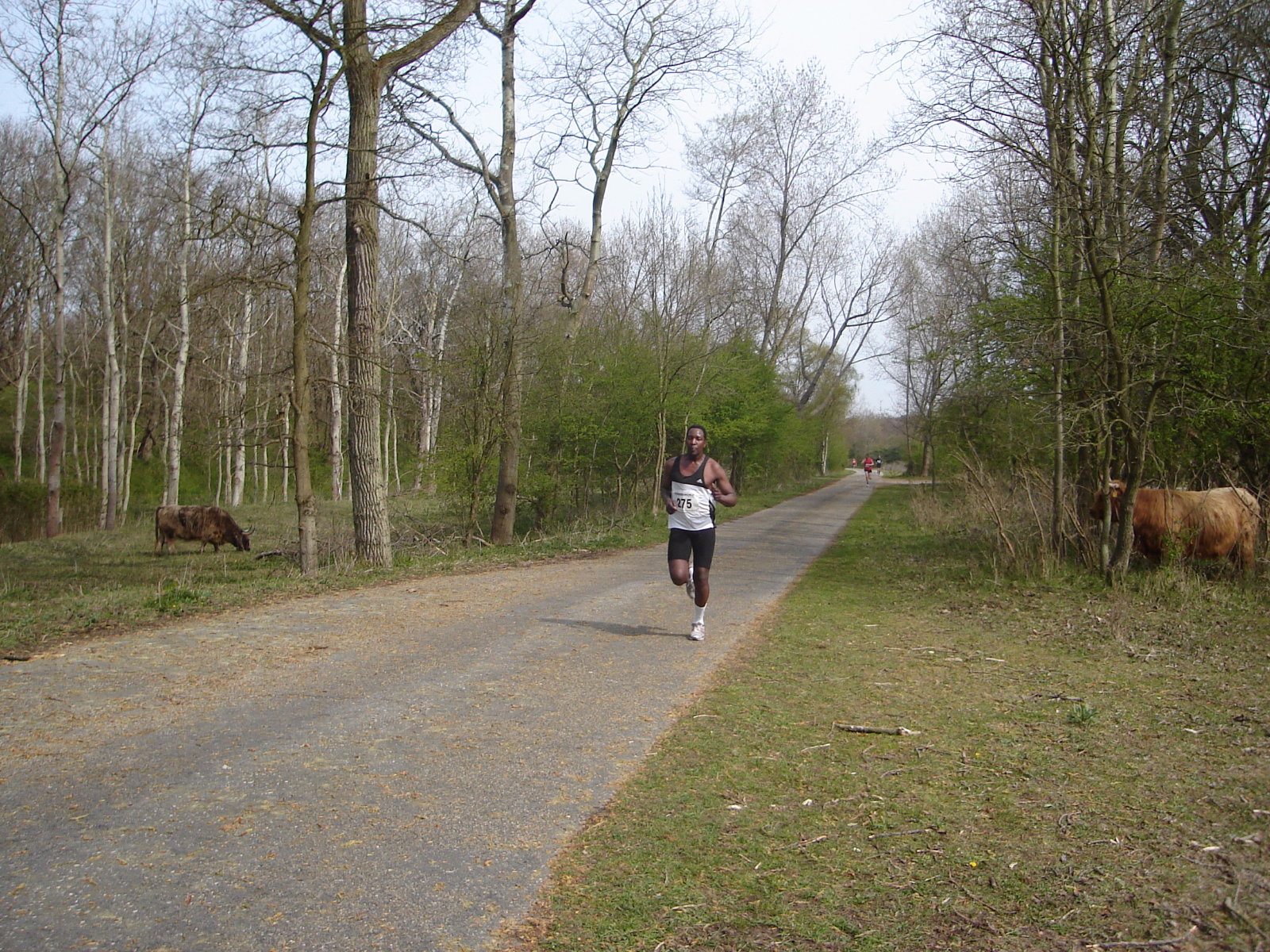 foto met rund